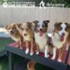 Four cheerful dogs with brown and white fur sit side by side on the Bridge Climb 29" Tall (L/X) at the dog park, panting with tongues out, with a wooden fence and grass visible in the background.