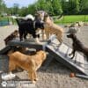 Several dogs of different breeds play together on the Bridge Climb 29" Tall (L/X) ramp in an outdoor dog park with grass, trees, and fencing. The energetic pups look social and happy in this lively setting.