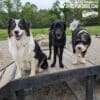 Three dogs stand on the Bridge Climb 29" Tall (L/X) at the dog park. The left dog is fluffy and tricolor, the middle is black with a white patch, and the right has shaggy black and white fur. Trees and a fence are in the background.