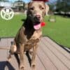 A brown dog with a pink tongue sits on a wooden deck in a sunny outdoor dog park near the Bridge Climb 29" Tall (L/X) with green grass, looking at the camera. Logos read “PLAY & AGILITY POWERED BY GYMS FOR DOGS.COM” and “DUS DOG RANCH RESCUE.”.
