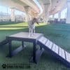 A dog stands on a Bridge Climb 34" Tall (Pro) with ramps at a Dog Park under an overpass. The park features green turf and is powered by Gyms for Dogs, as shown by the logo in the corner.