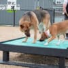 A German Shepherd and a small brown-and-white dog stand on a teal Training Platform (L/X) at a dog park, sniffing the surface, while a person in the background holds a leash near the fence.