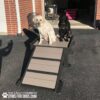 Two Labrador Retrievers, one yellow and one black, sit side by side atop a Bridge Climb (S/M) 18" Tall ramp by Gyms For Dogs outside a building on a sunny day. The ramp features visible “Gyms For Dogs” branding.