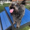A black and gray dog with a shaggy coat stands on the blue Bridge Climb (Pro) agility ramp, tongue out, outdoors on artificial grass. Gyms For Dogs and Paw Lofts logos appear in the corner of the image.