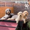 Three fluffy dogs—one gray, two cream—lie on a red and black Bridge Climb (Pro) play structure outdoors. A wooden fence is in the background. The corner text reads "GYMS FOR DOGS" and "PAW LOFTS.