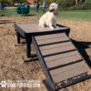 A golden retriever sits atop the Bridge Climb 29" Tall (L/X) agility platform with a ramp at the dog park. People and other dogs are visible in the background, and the "GYMS FOR DOGS" logo appears in the bottom left corner.