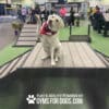 A yellow Labrador in a red bandana sits on the Bridge Climb 29" Tall (L/X) with one paw raised, inside an indoor Dog Park event space. The text reads, “Play & Agility Powered by Gyms For Dogs.com.”.