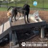 Three dogs—a black lab, a white husky, and a beagle—relax on the Bridge Climb 29" Tall (L/X) at the Dog Park. The raised wooden platform, branded "GYMS FOR DOGS," is positioned by a fence with a sign in the background.
