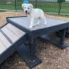 A cheerful white puppy stands atop the Bridge Climb 29" Tall (L/X) at the dog park, surrounded by wood chips and a fenced play area.