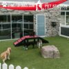 Four dogs play outside on artificial turf in a dog park, near a Bridge Climb 29" Tall (L/X) agility ramp and a large rock. A modern building and red shade sail are overhead. Text at top reads, "Gyms for Dogs" and "The Pet Station Country Club.