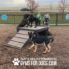 Four dogs play on and around a Bridge Climb 29" Tall (L/X) agility platform at a dog park, with two people nearby. The outdoor scene is framed by fence and trees. Text: "Play & Agility Powered by GymsForDogs.com.
