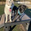 A white husky and a black dog with a blue harness stand together on the Bridge Climb 29" Tall (L/X) at the dog park, looking toward the camera. The sun shines with grass and fencing visible in the background.