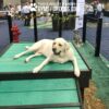 A yellow Labrador lounges on the Bridge Climb 29" Tall (L/X) in a fenced dog park, with a red fire hydrant, a Dalmatian statue, and a sign above reading "Play & Agility Powered GYMSFORDOGS.COM.
