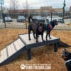 Two black dogs stand on the Bridge Climb 29" Tall (L/X) agility platform at the dog park, while a third black and tan dog stands below. The park has woodchip ground, fencing, and stores like Old Navy in the background.