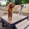 A golden retriever and a Dalmatian stand side by side on the Bridge Climb 29" Tall (L/X) at the dog park, with a fence and trees visible in the background.