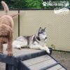 A Siberian Husky relaxes on the Bridge Climb 29" Tall (L/X) at the Dog Park, while a brown, curly-haired dog stands nearby. The fenced outdoor area includes trees and signs reading "Gyms for Dogs" and "Bath and Biscuits.