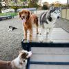 Four dogs gather near the 29" tall Bridge Climb (L/X) on a wooden platform in a fenced dog park. The platform is branded with “Gyms for Dogs” and “Bath and Biscuits” logos, with autumn trees providing a scenic backdrop.