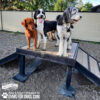 Three dogs stand together on the Bridge Climb 29" Tall (L/X) agility platform at the dog park. Two are black and white, one is reddish-brown. Ramps are on either side, a fence is behind them, and the ground is gravel.