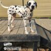 A Dalmatian stands on a 29" tall Bridge Climb (L/X) by GYMS FOR DOGS at the dog park, with a fence and gravel in the background. The platform displays “GYMS FOR DOGS” and “GYMSFORDOGS.COM”—a lively park scene.