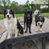 Three dogs stand on the Bridge Climb 29" Tall (L/X) at the dog park. One is fluffy and black-and-white, one is solid black, and one shaggy and black-and-white. Trees and a fence are in the background.