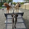 Four dogs stand atop the Bridge Climb 29" Tall (L/X) at the Dog Park, while a brindle dog waits at the base looking at the camera. The scene includes a fenced area, trees, and another dog visible in the distance.
