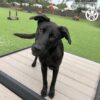 A black dog with floppy ears stands on the 29" tall Bridge Climb (L/X) in a grassy dog park, tilting its head curiously. Agility equipment and a fenced yard appear in the background.