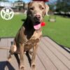 A brown dog with a short coat sits on a wooden deck near a lush Dog Park, panting in the sun. The Bridge Climb 29" Tall (L/X) is shown, with "Gyms for Dogs" and "BIS Dog Ranch" logos in the top left corner.