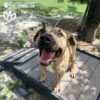 A happy brown dog with a black snout stands on the Bridge Climb 29" Tall (L/X) at the dog park, mouth open and tongue out, under the sun. Trees, grass, and the Gyms For Dogs logo appear in the background.