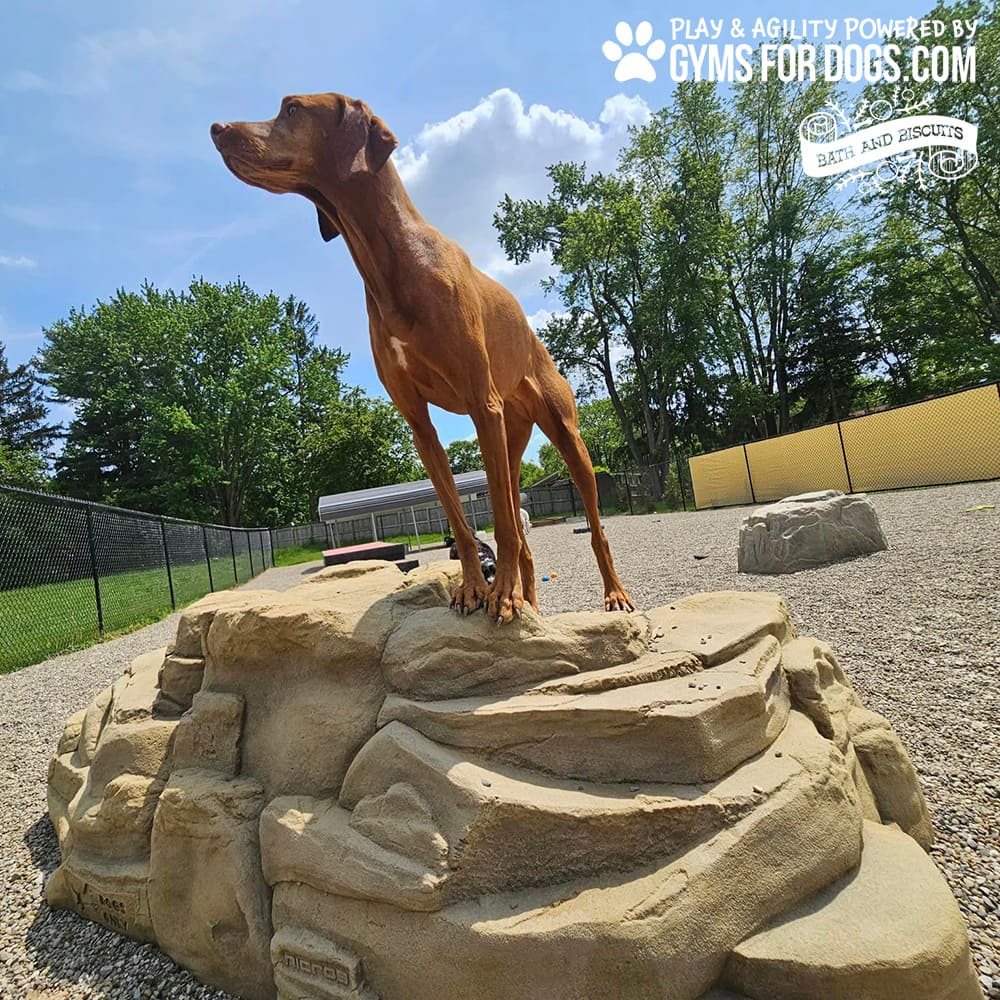 Luxury Climbing Boulder - XL - The Dog Park Company