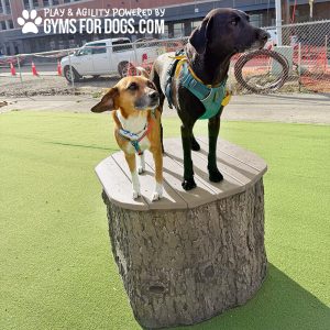 Jumping Stump - XL