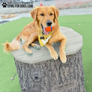 Jumping Stump - Large