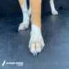 Close-up of a dog's front paw standing on the Jump Dog SUV Pet Comfort Pad, with the other legs in the background. The image features the Jump Dog logo in the lower left corner.