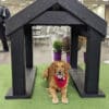 A golden retriever with a red bandana lies under a black Tunnel House (L/X) labeled "DOGS ONLY" at an indoor dog park event. "GYMS FOR DOGS.COM" and "PLAY & AGILITY POWERED BY" appear at the bottom.
