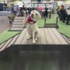 A yellow labrador in a red bandana raises one paw while sitting on the 24" tall Bridge Climb (L/X) dog agility platform indoors. People and vendor booths can be seen in the background at an event.