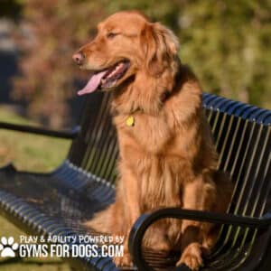 Standard Park Bench - Thermo-Plastic Coated 6' Companion Bench w/ Back