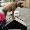 A curly-haired brown dog stands with its front paws on top of a triangular wooden structure at an outdoor dog park. A person with teal hair and a red shirt stands nearby. The dog looks alert and playful.
