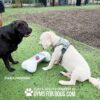 Two dogs, one black and one white, interact near a dog agility toy on artificial grass at a park. Text reads “SMALL/MEDIUM” and “PLAY & AGILITY POWERED BY GYMSFORDOGS.COM.”.