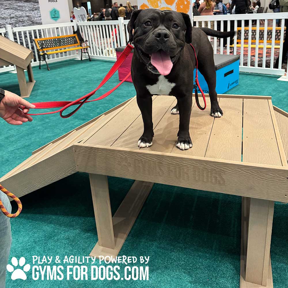 A happy black and white dog stands on a wooden agility platform, tongue out and wearing a red leash. The area is fenced and people are nearby. Text reads: "Play & Agility Powered by GymsForDogs.com.