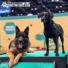 A German Shepherd and a black Labrador stand on a green platform at a pet expo. The background features a turquoise wall with dog graphics and the text "Natural Products.