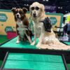 Two dogs in sunglasses and harnesses sit on a green "DOGS ONLY" platform featuring the Bridge Climb (Pro) at an indoor event with booths displaying natural pet health products.