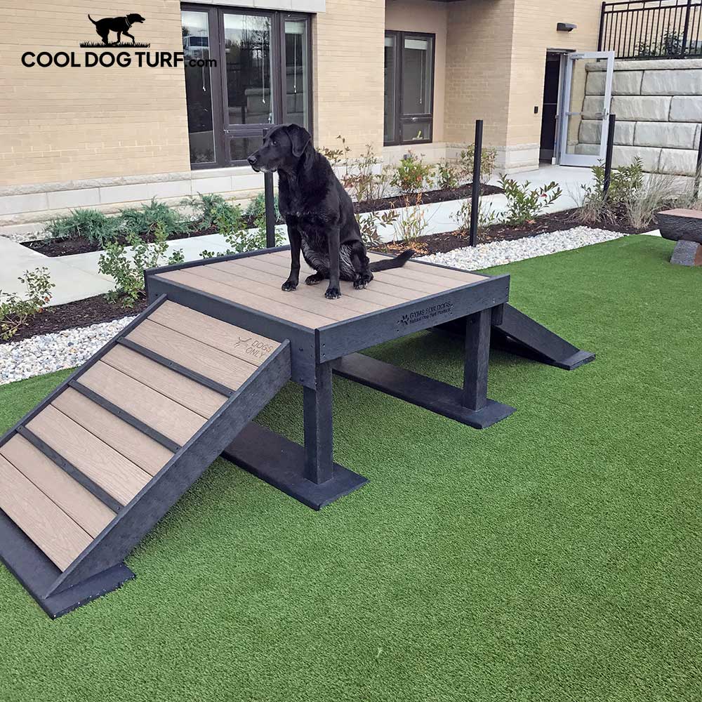 A black dog sits on top of a raised wooden platform with ramps on both sides, placed on artificial green turf in an outdoor area near a building. The platform is branded “COOL DOG TURF.”.