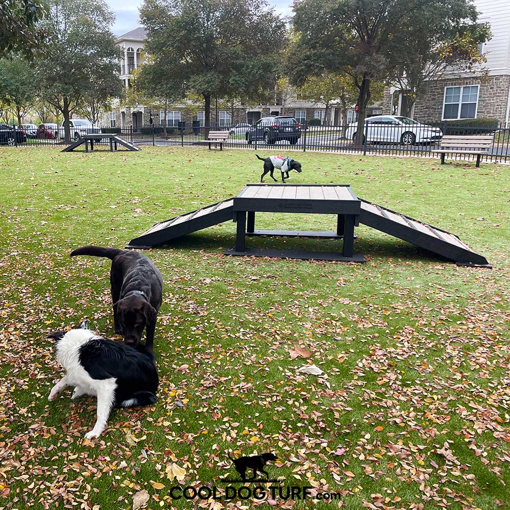 Three dogs play on artificial turf at a fenced dog park. Two dogs sniff each other near the front, while another stands on a ramp in the background. Trees, parked cars, and apartments are visible outside the fence.