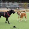 Two dogs, one black in a red harness and one brown and white, play together on artificial turf in a fenced outdoor area. A black car and building are visible in the background. Text reads "COOL DOG TURF.com.