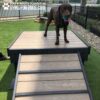 A chocolate Labrador stands on a wooden agility platform with a ramp on artificial grass. A black fence and a cityscape are visible in the background. Text reads "Play & Agility Powered by GYMSFORDOGS.COM.
