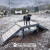 A black dog stands on a wooden agility platform with two ramps at a dog park on a snowy day. People and other dogs are visible in the background near a fence. Signs read "GYMS FOR DOGS".