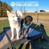 A white husky and a black lab stand together on a raised platform at a dog park. The sun is shining, and they are enclosed by a black metal fence. Text above reads, "Play & Agility Powered by Gyms For Dogs.com.
