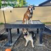 Two dogs at a dog park: one brown and white dog sits on top of a wooden platform, while a tan and black dog with its tongue out relaxes underneath. A ball is on the ground nearby. A fence and trees are in the background.