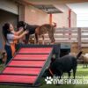 A woman pets a large brown dog standing on a raised platform with a red ramp, while other dogs play nearby in an outdoor dog park. The text reads, "Play & agility powered by Gyms For Dogs.