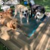 Four dogs stand together in a small outdoor wading pool on a sunny day, enjoying the water. The pool is on grass, and a tennis ball and other dogs can be seen in the background. Text logos appear in the image corners.