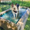 A German Shepherd stands in a rectangular dog pool outdoors on a sunny day. The pool is placed on green artificial turf near a black chain-link fence. The logo "Gyms For Dogs" appears in the top left corner.